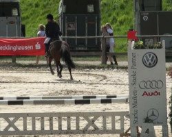 dressage horse Kimberly de Luxe 140 (German Riding Pony, 2001, from Bossanova)