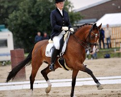 dressage horse Dioress H (Rhinelander, 1998, from Donquestador)