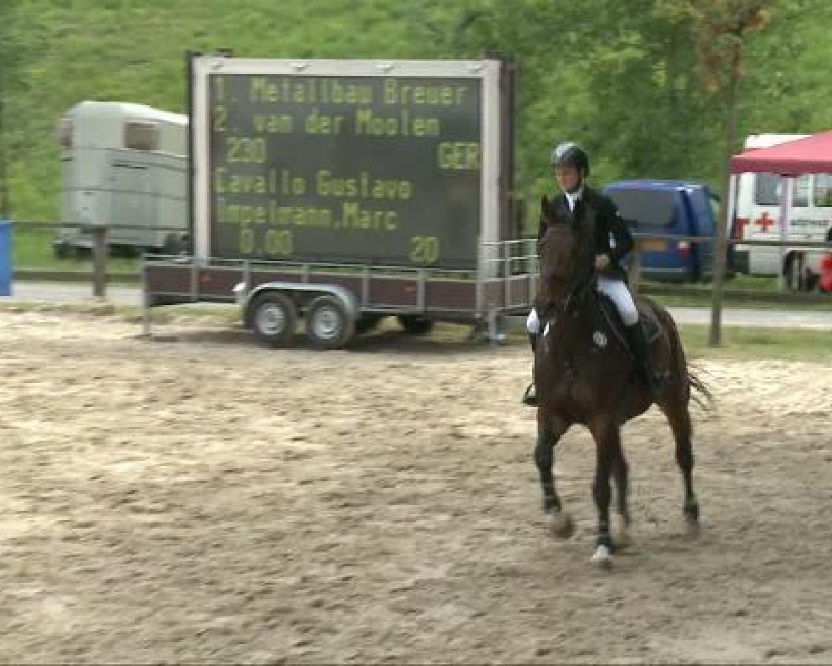 Springpferd Cavallo Gustavo (Rheinländer, 1999, von Cordino)
