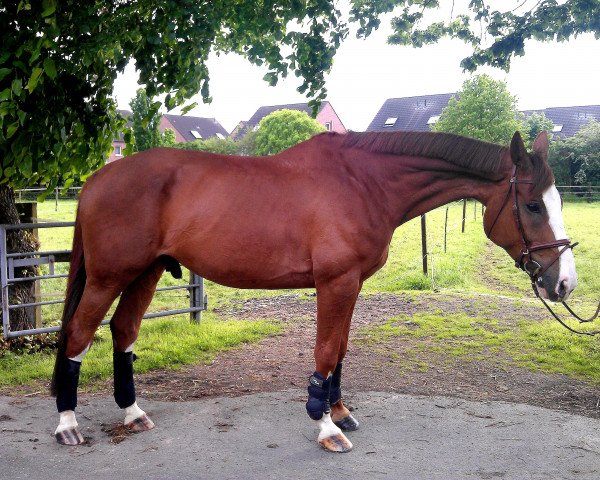 Pferd Bora-Bora (Belgisches Warmblut, 2001, von Olympic Ramiro)