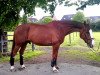 horse Bora-Bora (Belgian Warmblood, 2001, from Olympic Ramiro)