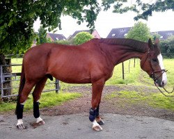 Pferd Bora-Bora (Belgisches Warmblut, 2001, von Olympic Ramiro)