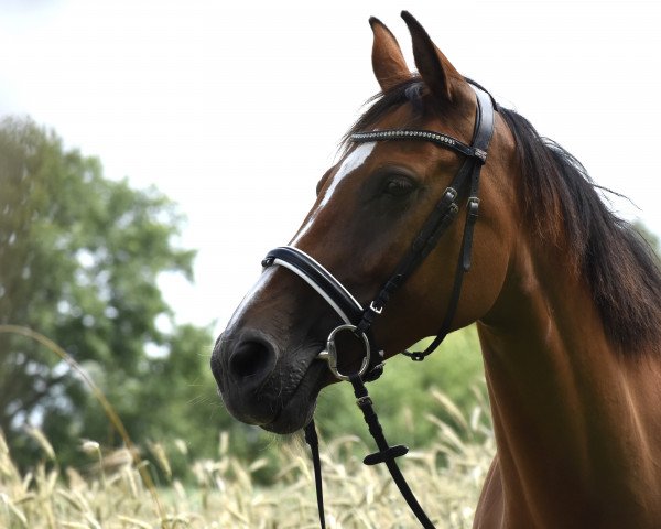 jumper Casting Show (Holsteiner, 2014, from Castino 4)