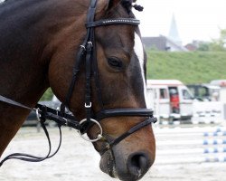 jumper Colorado N (German Sport Horse, 2004, from Cardenio)