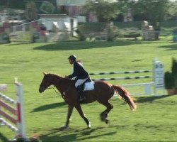 jumper Ubarlo (KWPN (Royal Dutch Sporthorse), 2001, from Navarone)