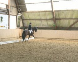 dressage horse Rubinio 14 (Hanoverian, 2000, from Rouletto)