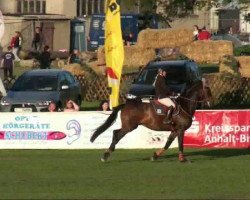 jumper Sunday 69 (German Sport Horse, 2004, from San Juan)