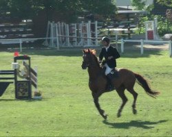 jumper Arof 2 (Zangersheide riding horse, 2005, from Argentinus)