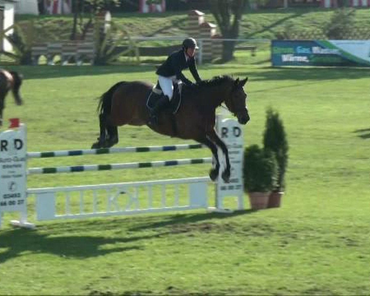 horse Colombo 63 (Holsteiner, 2001, from Contender)