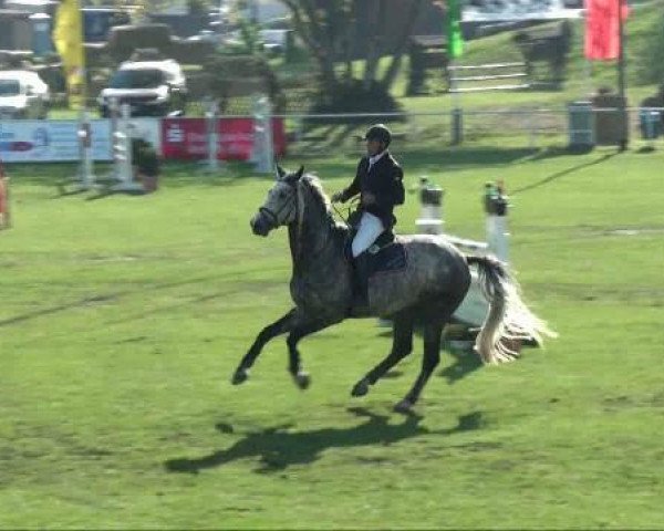 Pferd Lisandro 5 (Deutsches Sportpferd, 2004, von Lagaro)