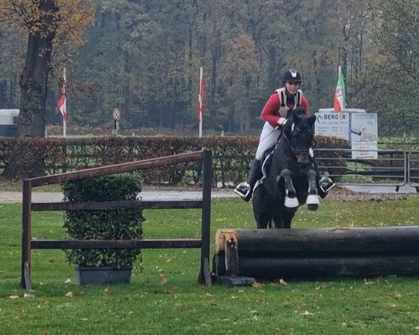 jumper Captain Kirst Gw (German Riding Pony, 2016, from Captain Meyer WE)