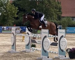 jumper Dandelion Le Petit (Oldenburg show jumper, 2015, from Diamant de Semilly)