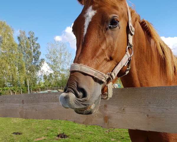 jumper Hammingway (German Riding Pony, 2018, from Hesselteichs Grimaldi)