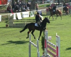 jumper Corvanna (German Sport Horse, 2005, from Corrado jr.)