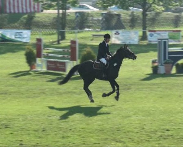 jumper Poleisa (German Sport Horse, 2004, from Pessoa VDL)