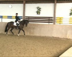 dressage horse Happy Hickory WH (Trakehner, 2004, from Kapriolan F)