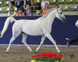 horse Amurath Sharif ox (Arabian thoroughbred, 2005, from Amurath Deria ox)