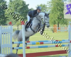 horse Arcento (Oldenburg show jumper, 2006, from Aralimbo)