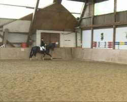 dressage horse Don Juan M 2 (Oldenburg, 2001, from Donnerhall)