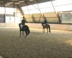 dressage horse Sir Rudolf (Rhinelander, 2007, from Sir Donnerhall I)