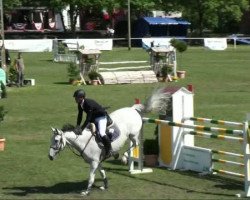 jumper Calgary 34 (Hanoverian, 1998, from Calido I)