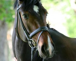 dressage horse Her Princess Helena (Hannoveraner, 2005, from His Highness)