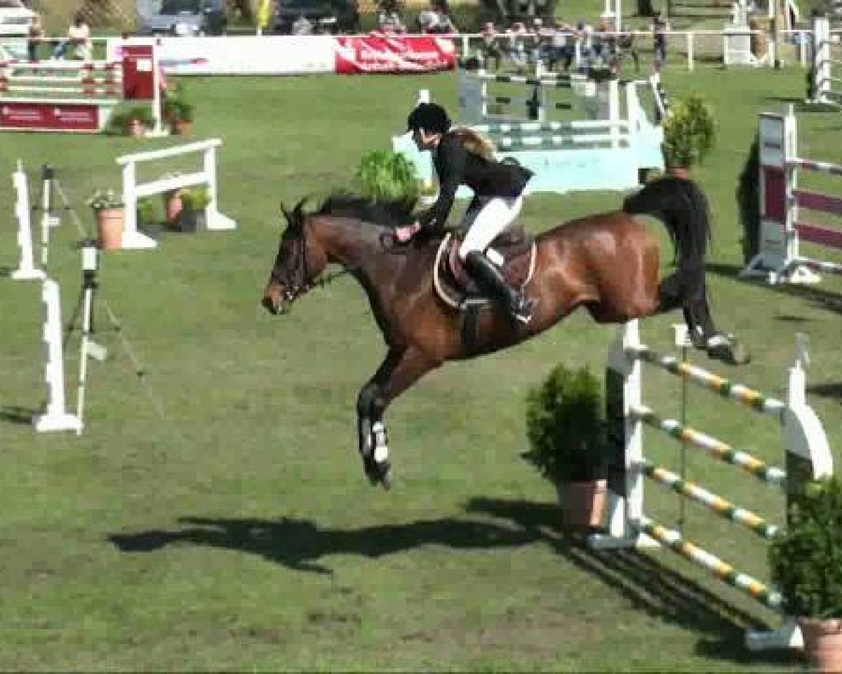 Zuchtstute Lavina Love (Sachse, 2000, von Lavall I)