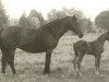 horse Tabelle (Holsteiner, 1959, from Heisssporn)