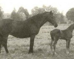 broodmare Tabelle (Holsteiner, 1959, from Heisssporn)