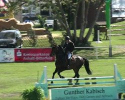 jumper Chester 219 (German Warmblood, 2005, from Cassandro I)