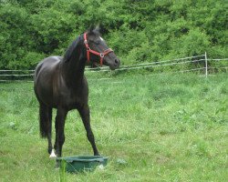 broodmare Ronja 2149 (Hessian Warmblood, 2006, from Reverend)