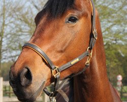 dressage horse Danilo (Oldenburg, 2007, from Donninger)