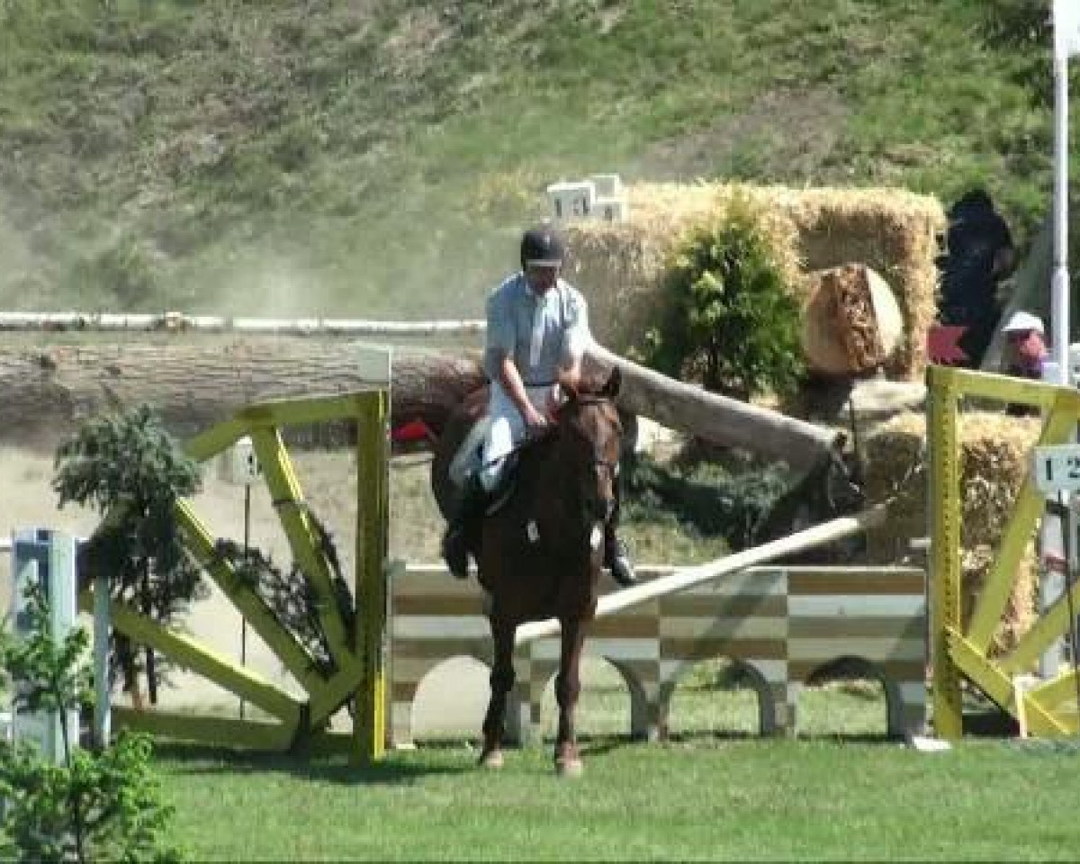 horse Claus 37 (German Sport Horse, 2004, from Coolman)