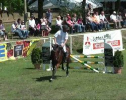 jumper Lissabon 49 (German Sport Horse, 2005, from Lansdown)