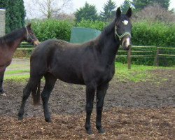 dressage horse Deladora (Rhinelander, 2005, from De La Vega)