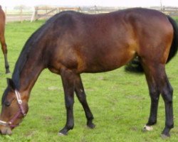 broodmare Rubinele (Rhinelander, 2003, from Rubin Royal OLD)