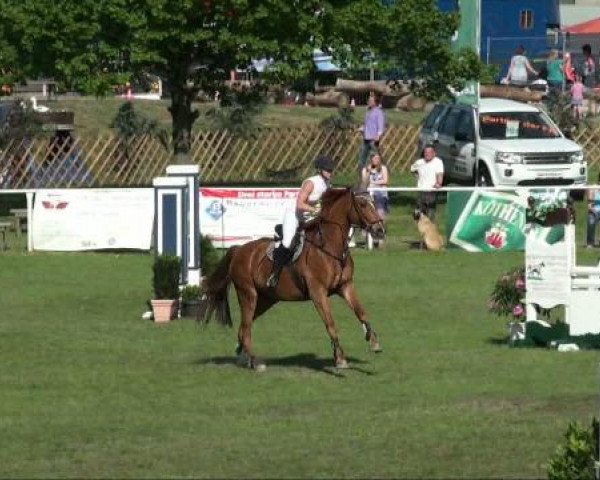 horse Zorn 6 (Hessian Warmblood, 2002, from Zapateado 128 FIN)