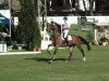 jumper Benedikt 31 (German Sport Horse, 2005, from Blackstone I)