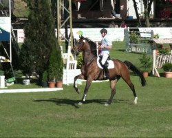 jumper Benedikt 31 (German Sport Horse, 2005, from Blackstone I)