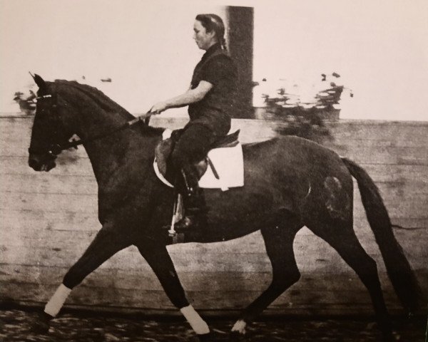 broodmare Tanja 174 (Württemberger, 1978, from Tumbled xx)
