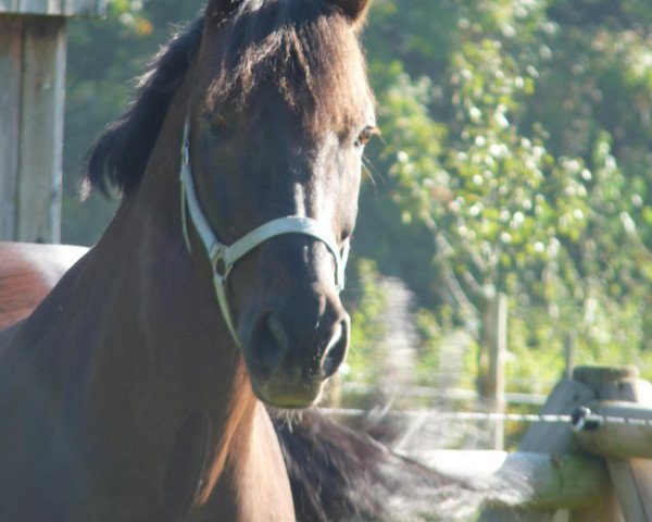 dressage horse Dartagnan (Oldenburg, 2001, from Dormello)