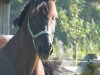 dressage horse Dartagnan (Oldenburg, 2001, from Dormello)