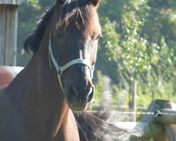 dressage horse Dartagnan (Oldenburg, 2001, from Dormello)