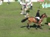 jumper Sam 906 (Hanoverian, 2006, from Stakkato)