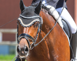 dressage horse Fun Time II CH (Swiss Warmblood, 2014, from Franklin)