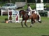 jumper Willie Olsen (German Sport Horse, 2006, from Werenfels)