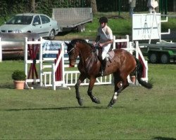 jumper Willie Olsen (German Sport Horse, 2006, from Werenfels)