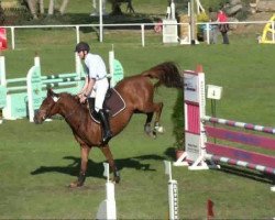 jumper Carino 558 (German Sport Horse, 2006, from Celentano)