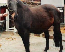 Pferd Emanuelle (Rheinländer, 1981, von Ehrensold)