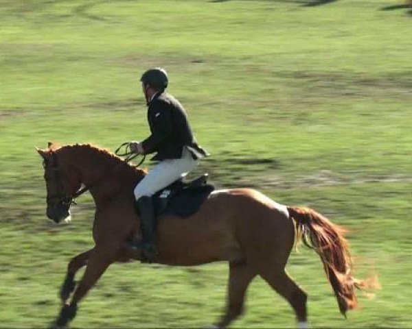 jumper Lincoln (German Sport Horse, 2006, from Loredano 2)